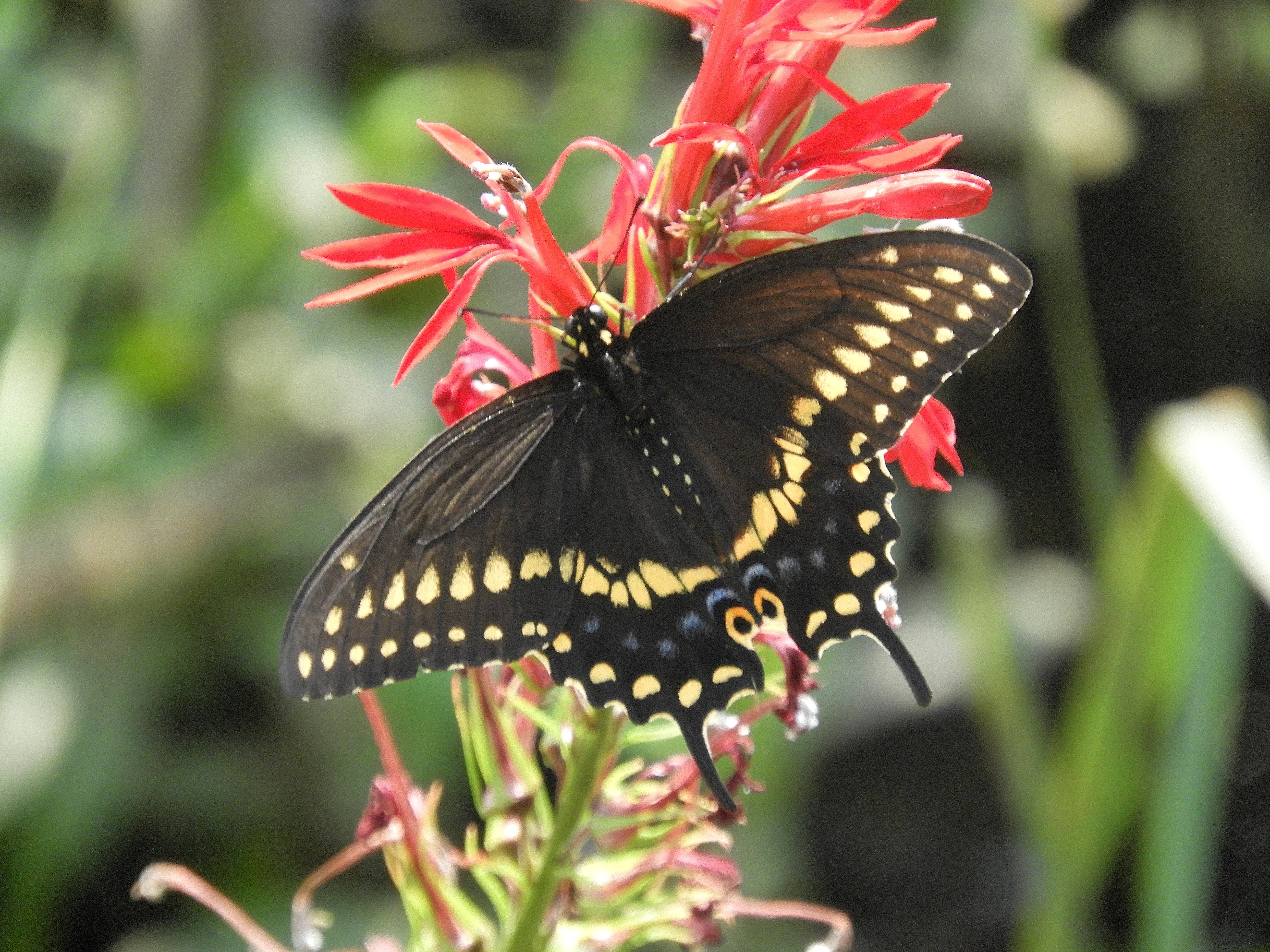 black swallowtail on cardinal flower 2