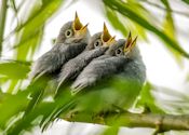 Blue-gray gnatcatchers