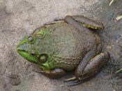 bullfrog