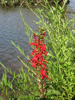 cardinal flower