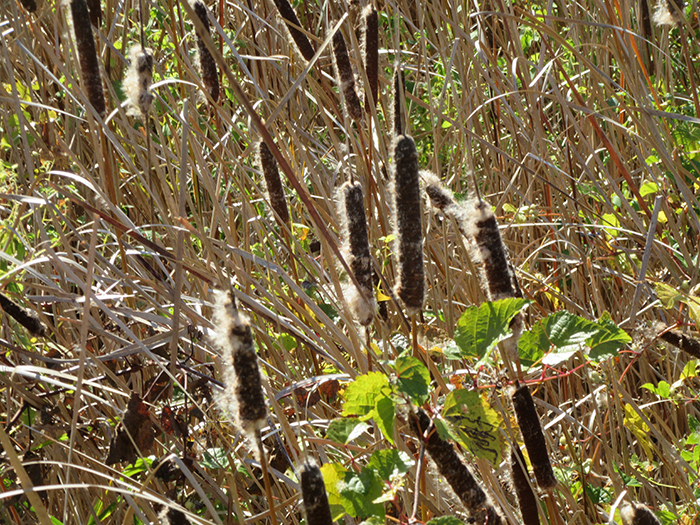 cattails are now releasing their seeds