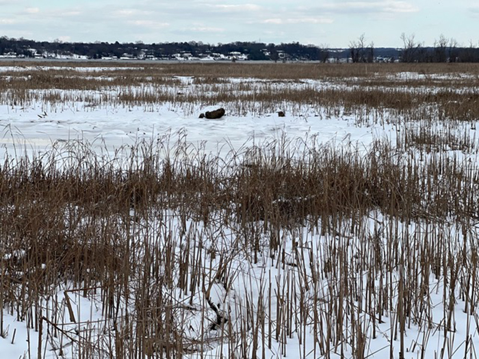 cattails_in_snow-700.jpg