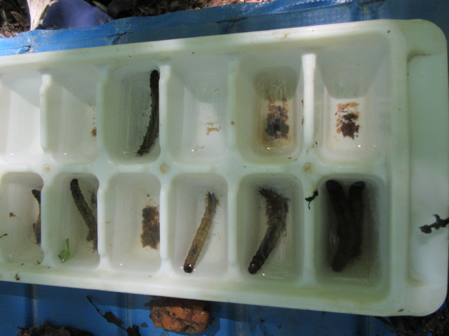 collected stream organisms