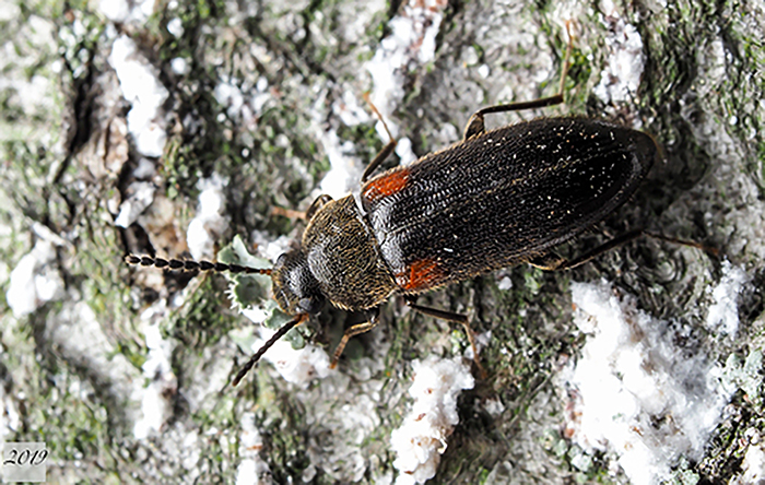 darkling beetle Mycetochara fraterna Léo Guy de Repentigny 2019
