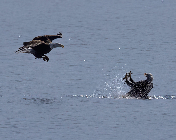 [Photo] Bald eagle attack 3 of 4