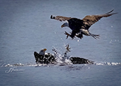 [Photo] Bald eagle attacks eagle in the water.