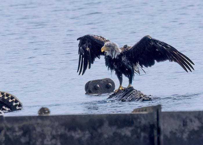  [Photo] Attacked bald eagle dries off. 1 of 2