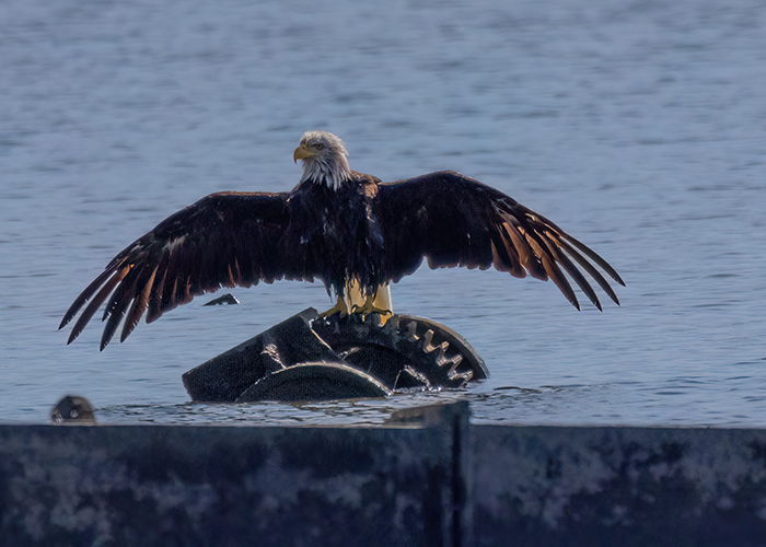  [Photo] Attacked bald eagle dries off. 2 of 2