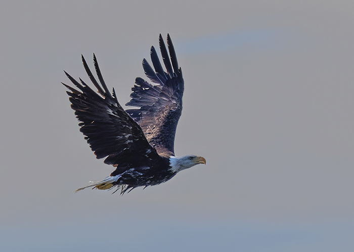 [Photo] Bald eagle makes its getaway.