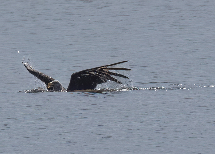 [Photo] Bald eagle swimming toward shoreline. 2 of 3