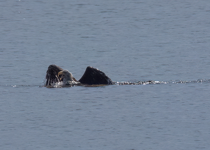 [Photo] Bald eagle swimming toward shoreline. 3 of 3