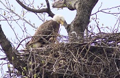 Bald eaglet Bald eaglet