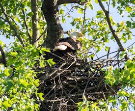 bald eagle