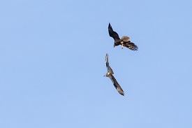 Eagle and osprey