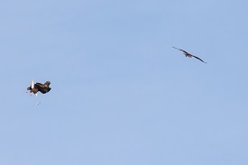 Eagle and osprey