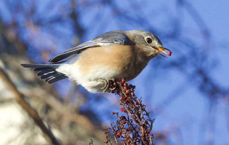 eastern bluebirds eder 750