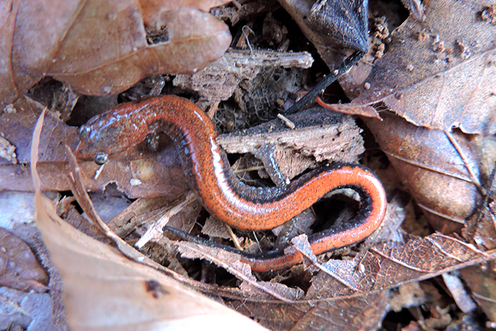 eastern red backed salamander
