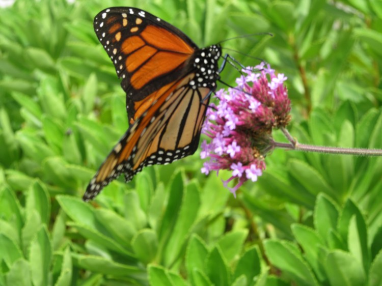 Butterfly Monach On PurpleFlower