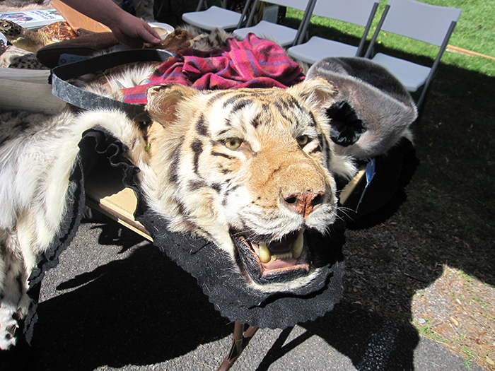 examples_of_illegally_seized_animals-2-700.jpg