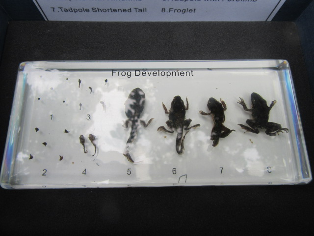 frog development