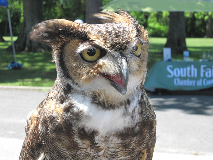 great_horned_owl-700.jpg