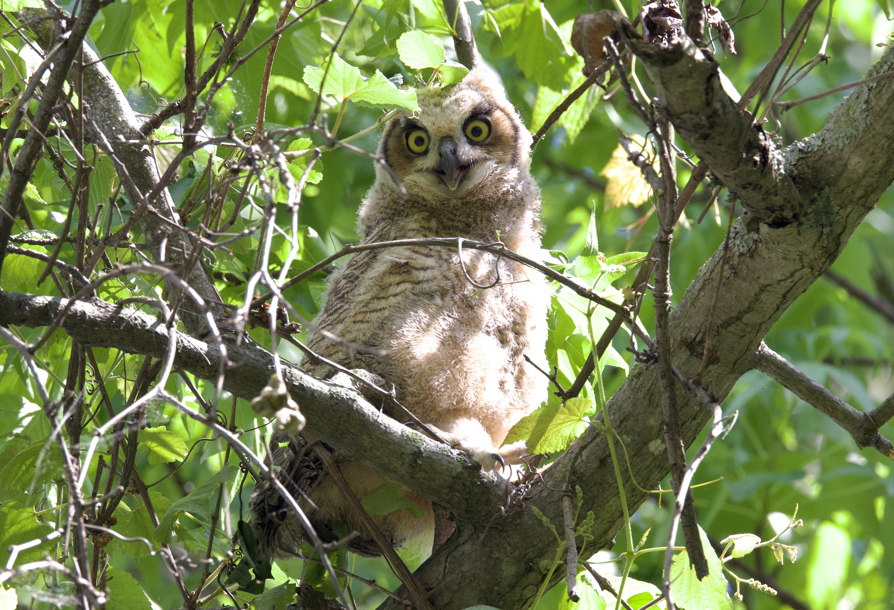 great horned owl 1 Eder