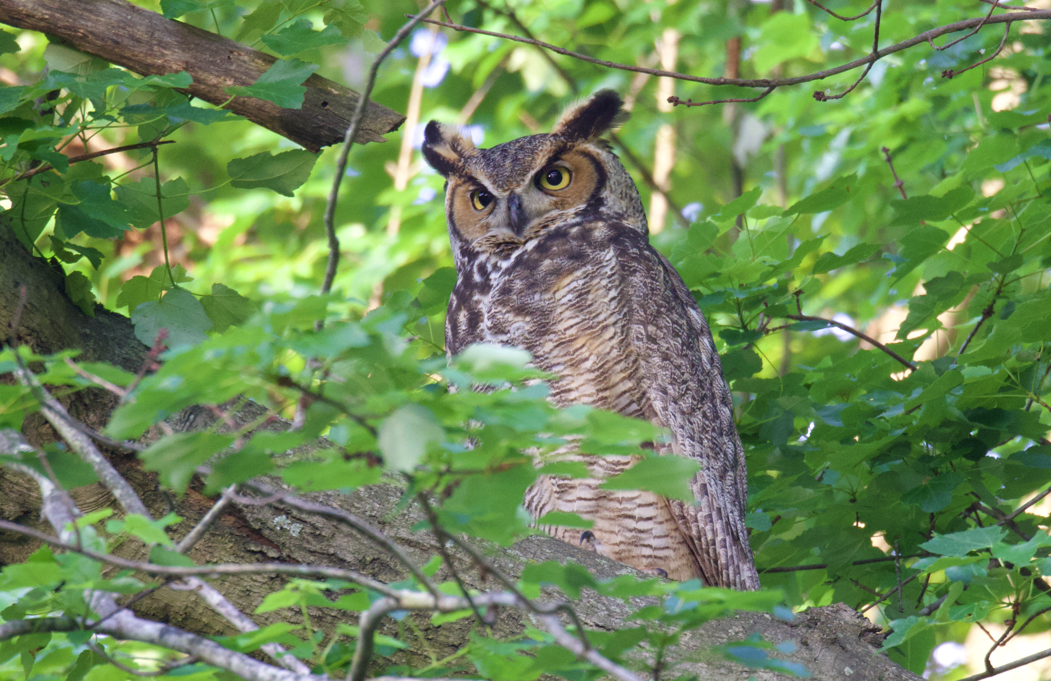 great horned owl 4 Eder