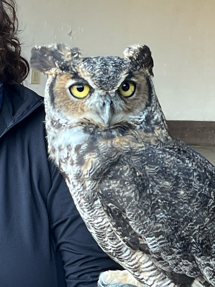 great horned owl by Deborah Hammer