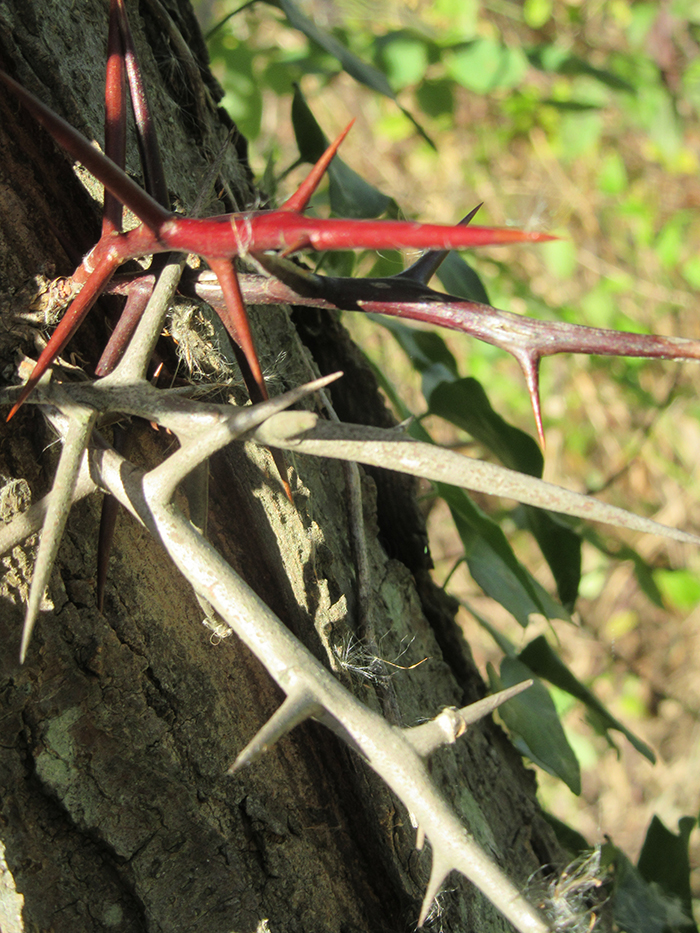 honey locust thorns