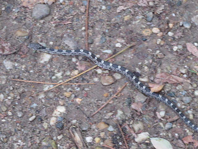 juvenile eastern ratsnake GB