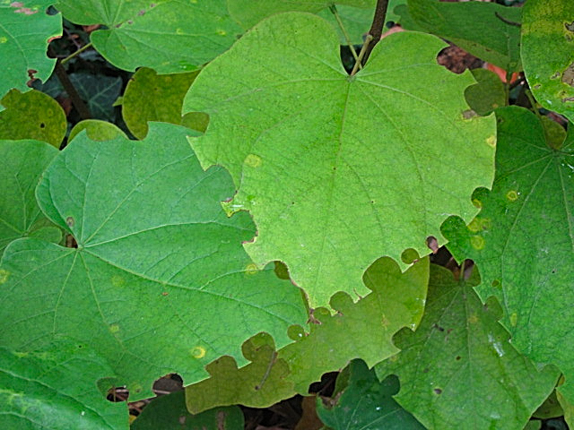 leaf cutter bees on redbud GB