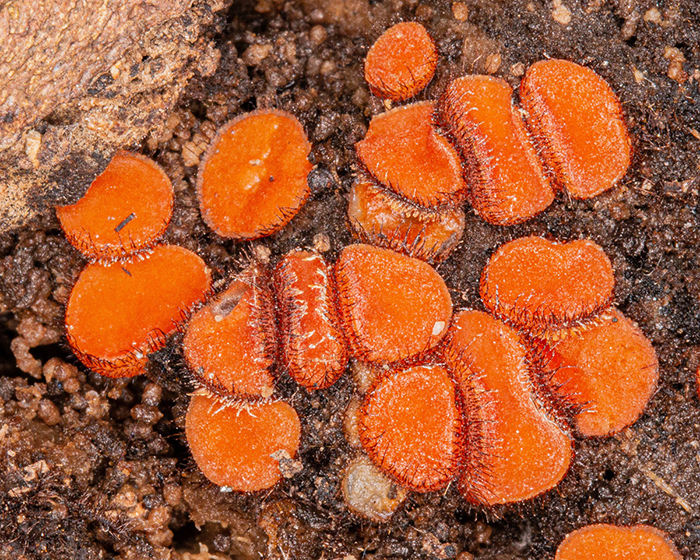 lichens photo by barbara saffir