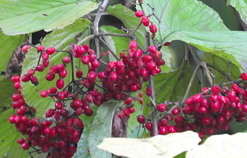 linden viburnum berries BV