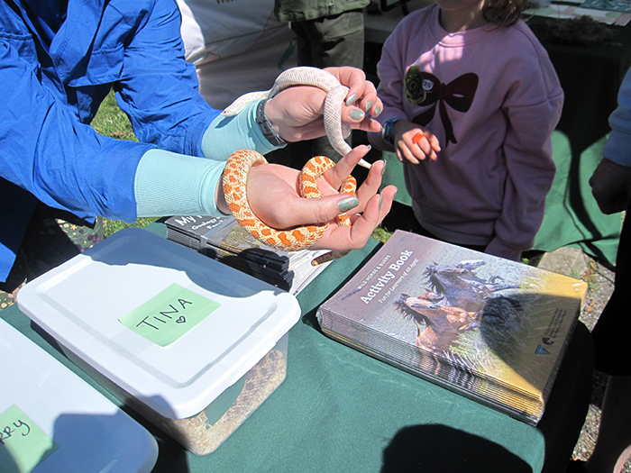 live_albino_snake-700.jpg