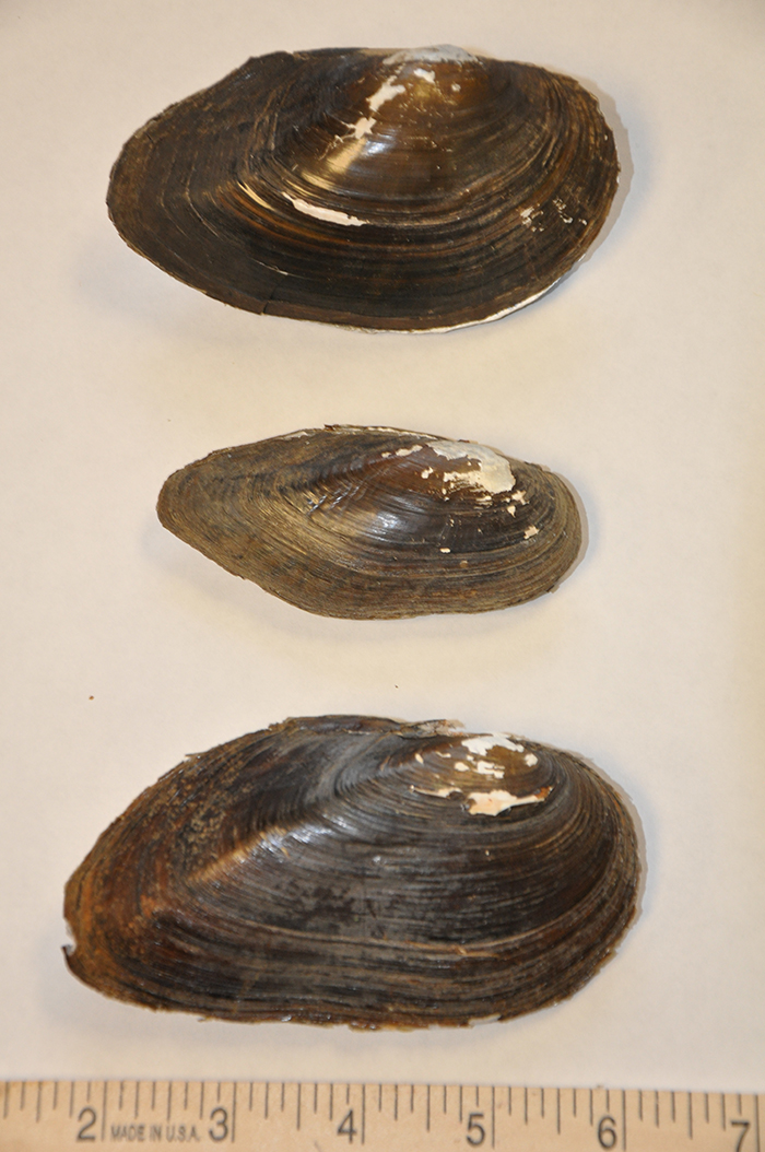 mussels_-_brent_steury_-700.jpg