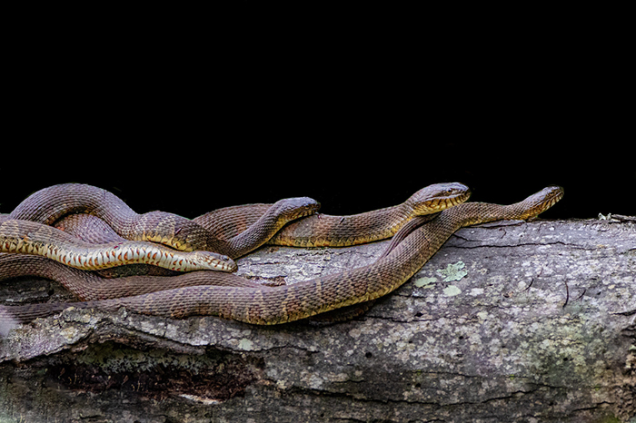 northern watersnakes mating photo by barbara saffir