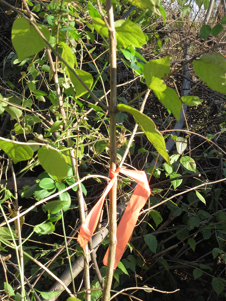 orange tags on honeysuckle for eradication