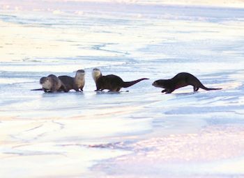 river otters