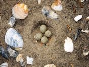 plover eggs