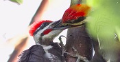 pileated pileated