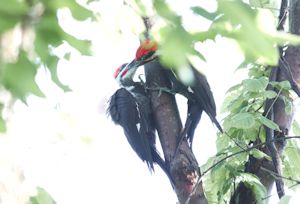 Pileated woodpecker