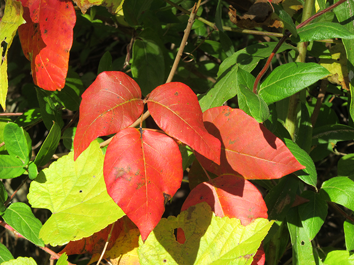 red poison ivy leaves