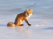 Red fox