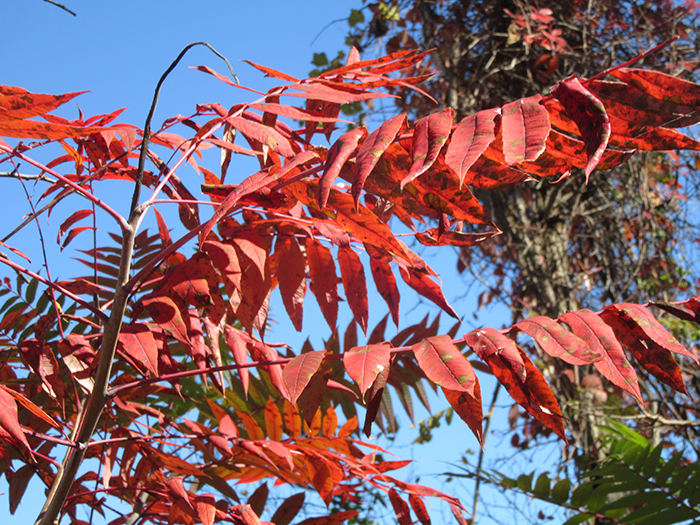 smooth sumac leaves and fruits