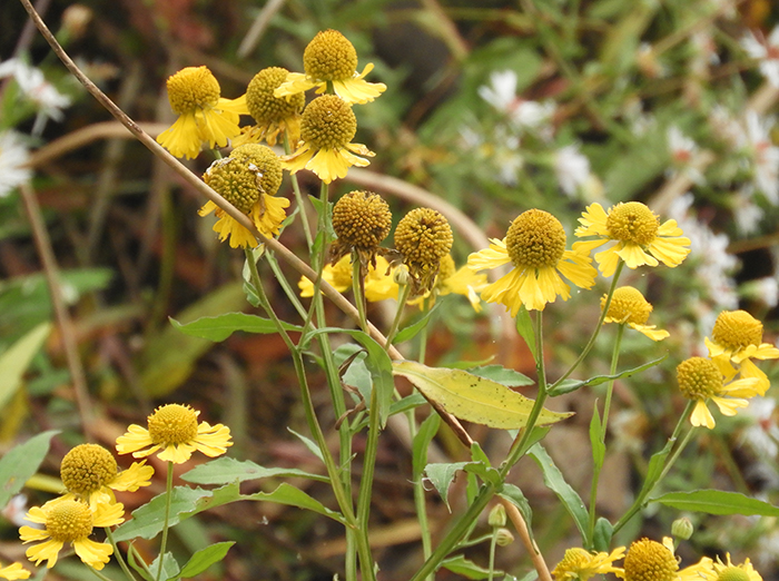 sneezeweed BV