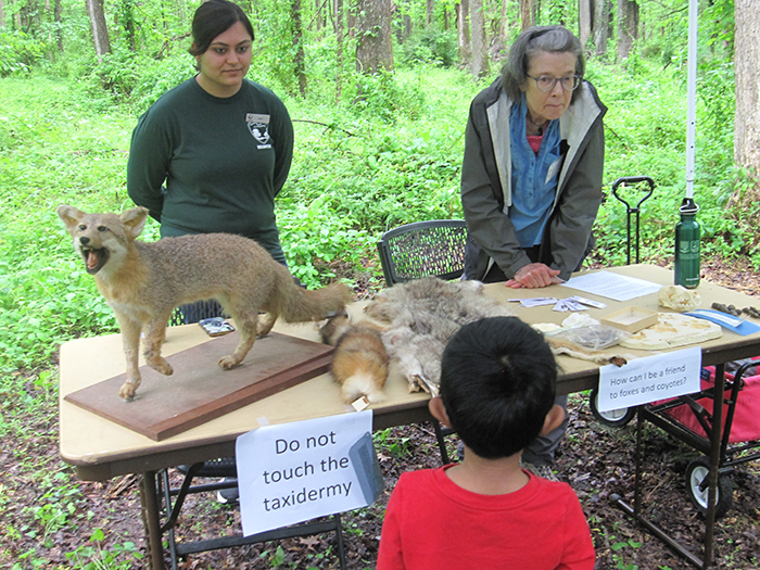 taxidermied_gray_fox_and_animal_pelts-700.jpg