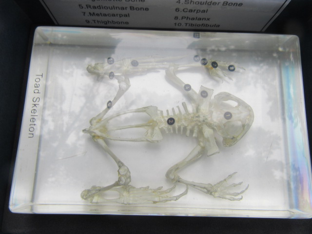 toad skeleton