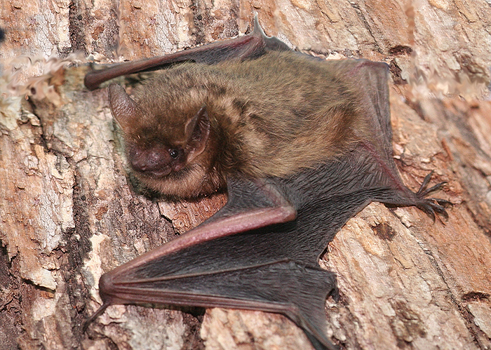 tri colored bat Perimyotis subflavus Photo by Rich Sturges Bat Conservation and Rescue of Virginia
