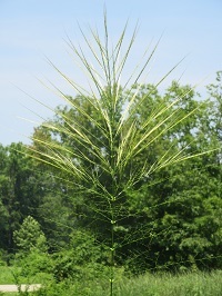 wild rice