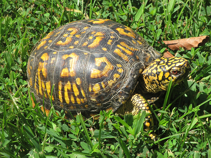 woodland box turtle